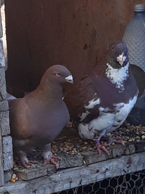  - Perechi AGH pentru 2020