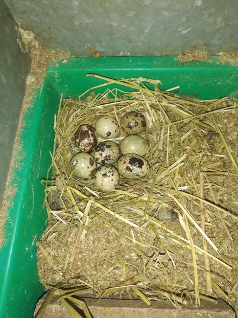  - Prepeliță closca