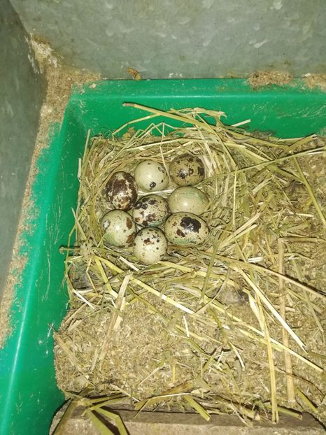  - Prepeliță closca