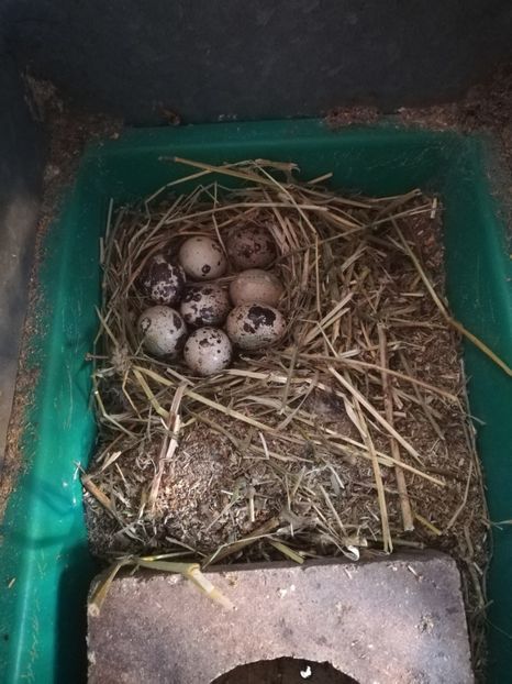  - Prepeliță closca