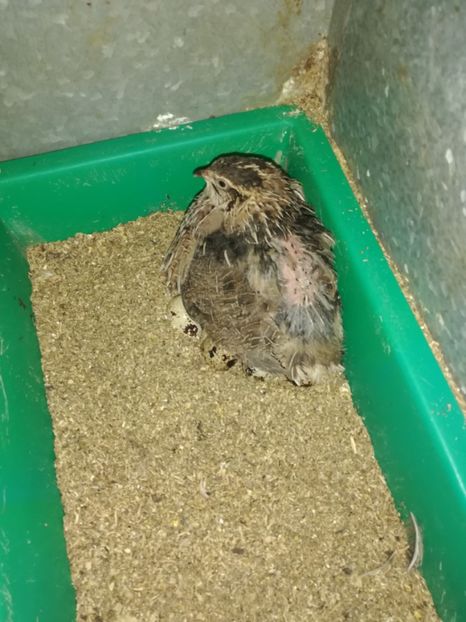  - Prepeliță closca