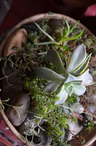  - suculente si cactusi