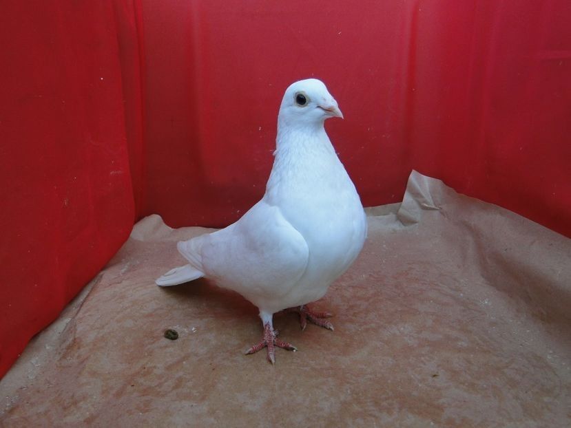 113020158 (1) - porumbei care mi-au apartinut