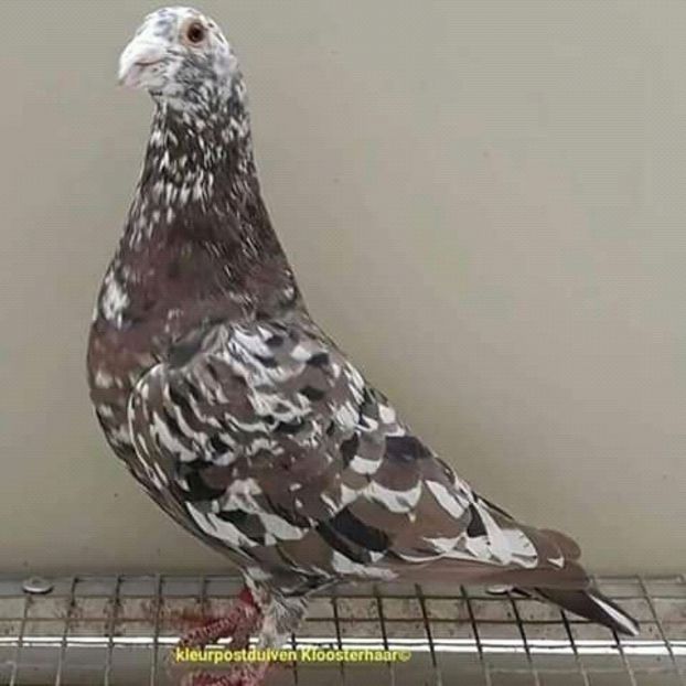  - NU AMI APARTIN 2020