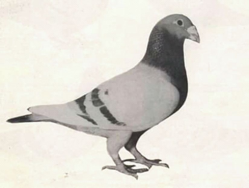  - NU AMI APARTIN 2020