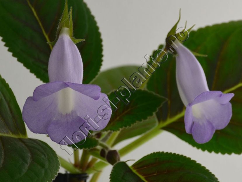 Sinningia Bleu Ciel - GLOXINIA-SINNINGIA _COLECTIA 2020_2021