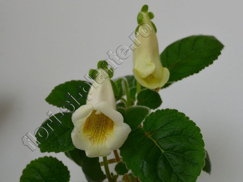 Sinningia Lucis Vanilla - flori parfumate - GLOXINIA-SINNINGIA _COLECTIA 2020_2021