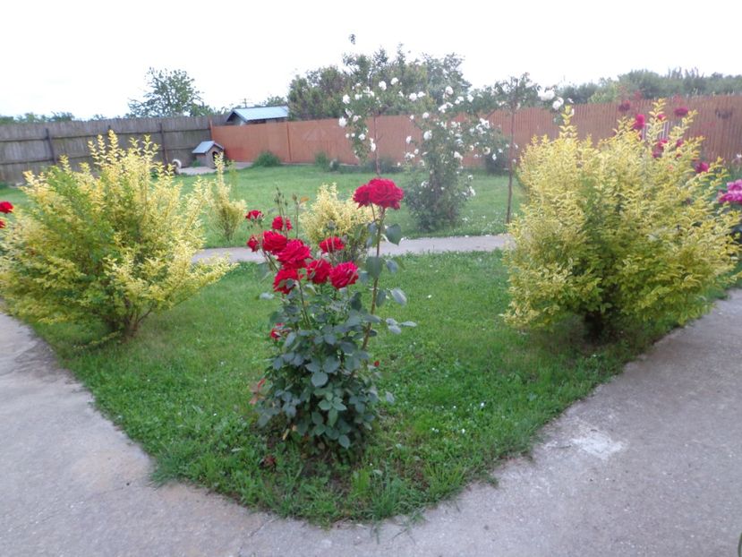  - 0-1 Ligustrum Ovalifolium Variegat Disponibil 2025