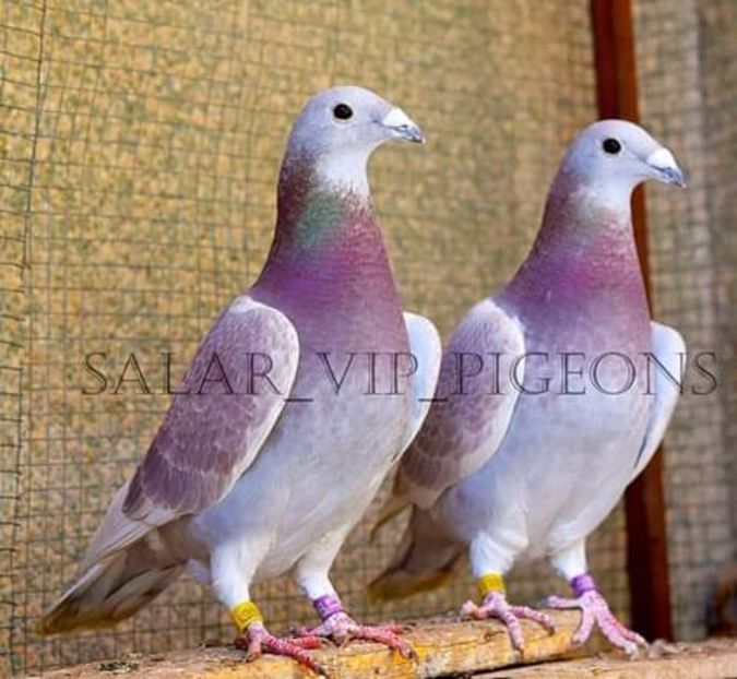  - NU AMI APARTIN 2020