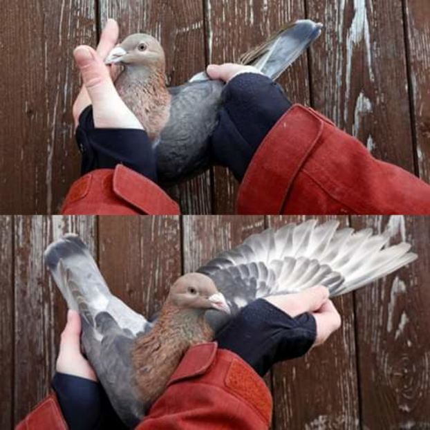  - NU AMI APARTIN 2020