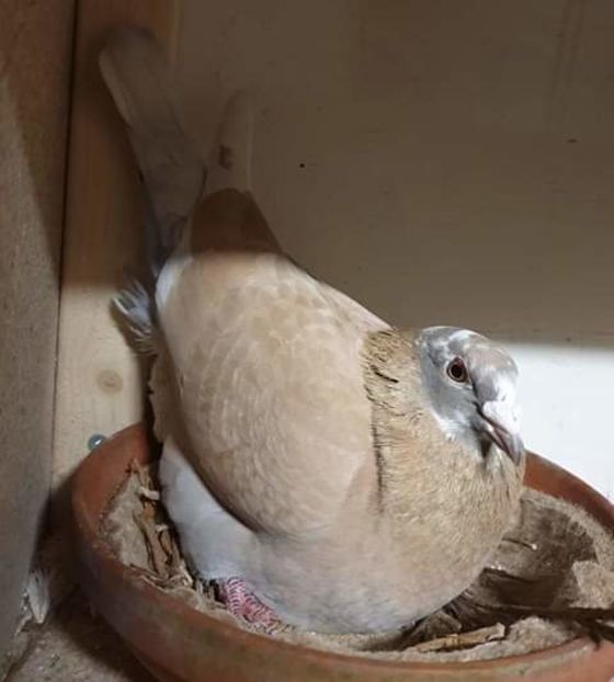  - NU AMI APARTIN 2020