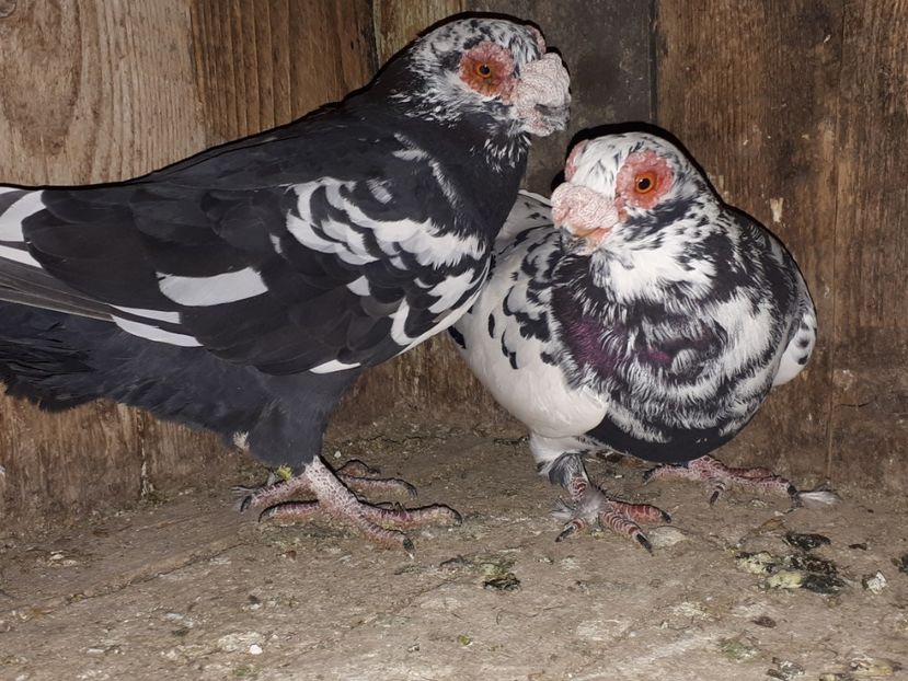  - J _ carunculați 2020