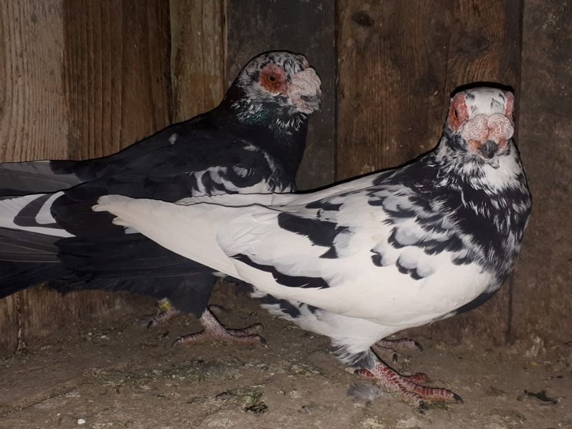  - J _ carunculați 2020