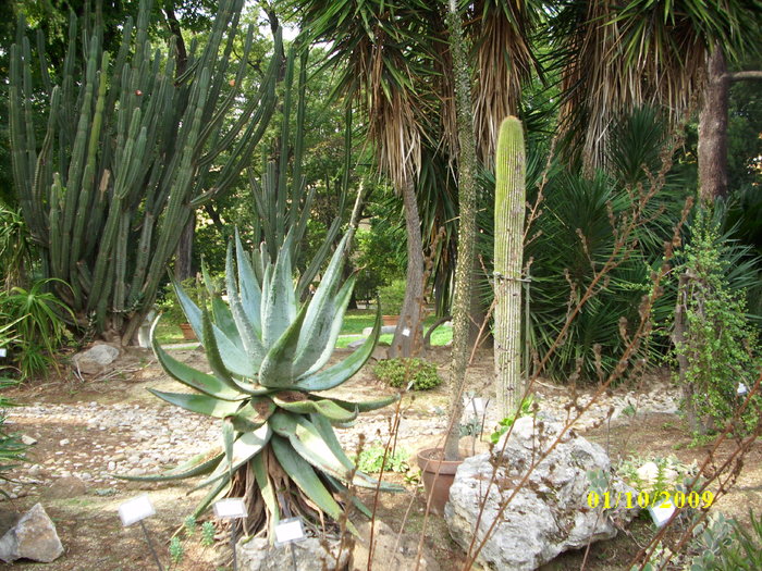 roma 2009 539 - Gradina botanica din Roma