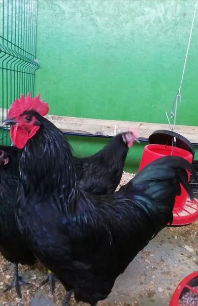 Australorp - 09 Amintiri