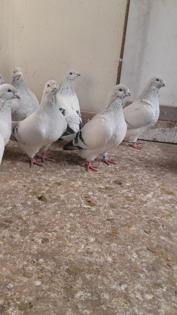  - 6 PORUMBEI LA GRAMADA