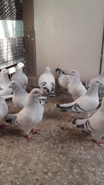  - 6 PORUMBEI LA GRAMADA