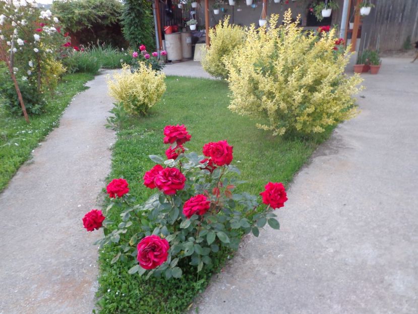  - 0-1 Ligustrum Ovalifolium Variegat Disponibil 2025