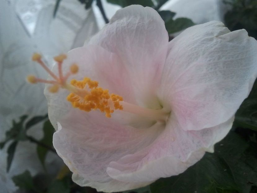 27993196_1725992910754192_1182231826716186081_o - HIBISCUSI 1-2020