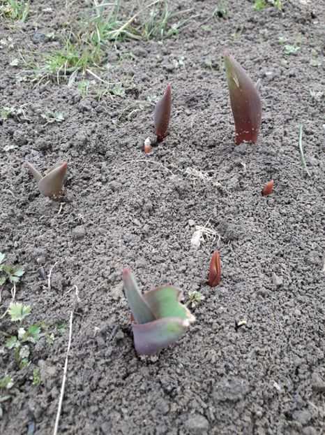  - AAAA_LALELE 2019_2020_2022_2023