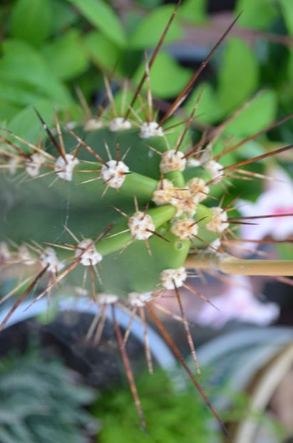  - suculente si cactusi