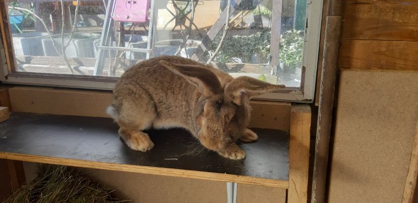 UG 2019 mascul - UG maro