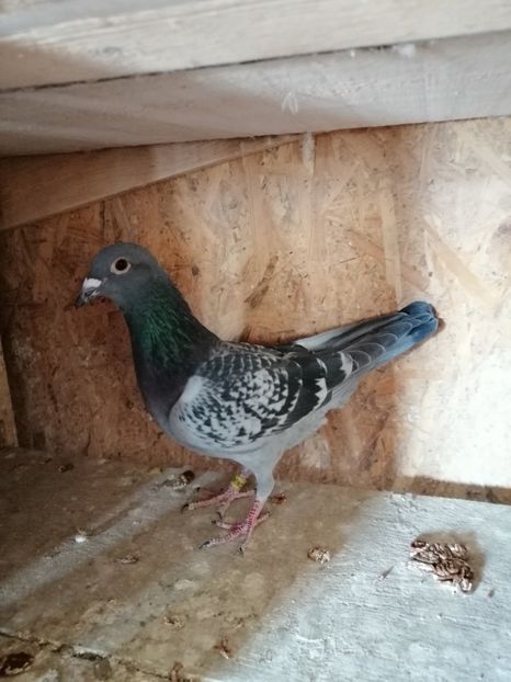 Fiu Super 23 Org. Moise Dinu.Nepot Bestia Super 61. - 3 MASCULI MATCA MEA