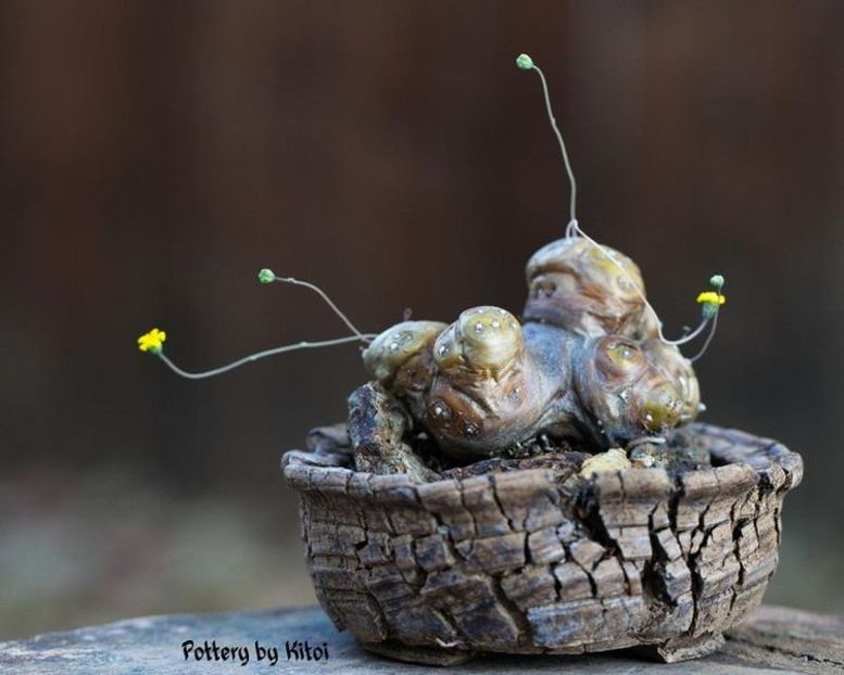 Kitoi: Othonna cacalioides - Vase - aranjamente - accesorii