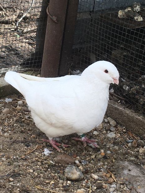 M2019 - Porumbei vanduti 2017-2025