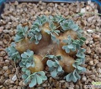 Othonna cacalioides - Whish list pentru viata urmatoare1