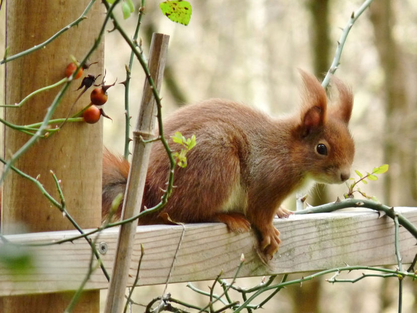  - 2019 - 04 - 2020 - 00 - Iarna