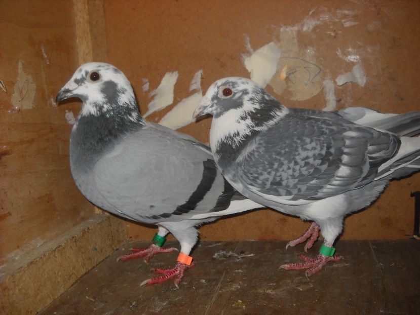  - UNDEVA IN SUCEAVA arhiva