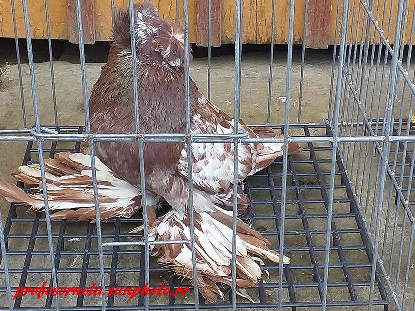  - Pereche pestriți pe roșu