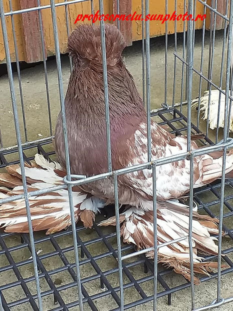  - Pereche pestriți pe roșu