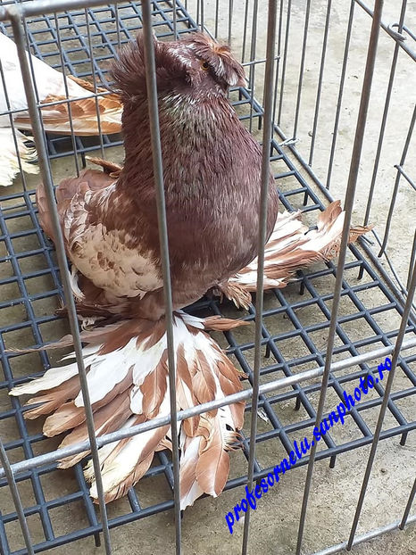  - Pereche pestriți pe roșu