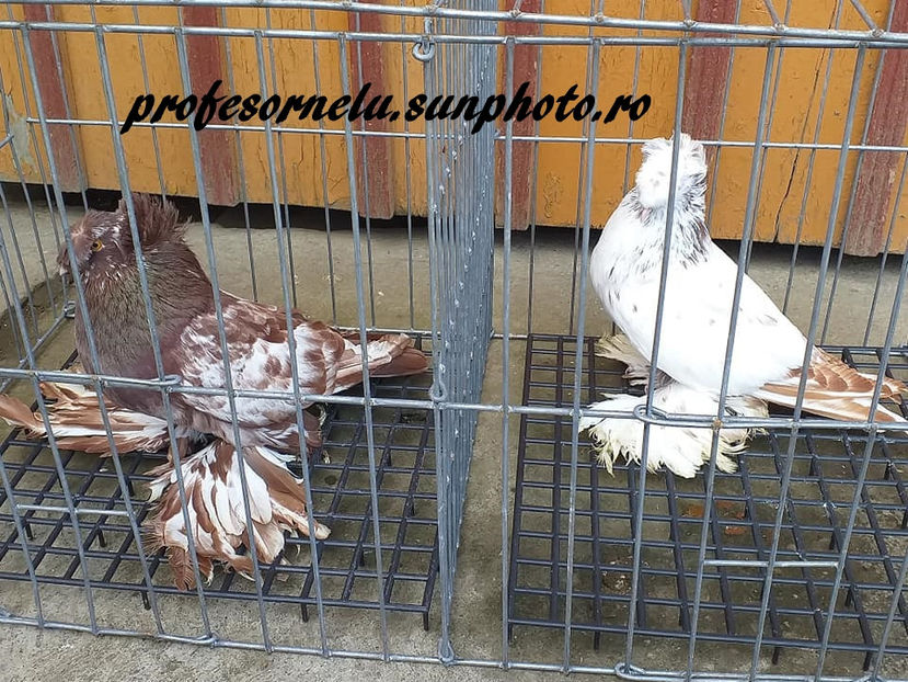  - Pereche pestriți pe roșu