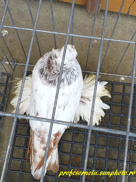  - Pereche pestriți pe roșu