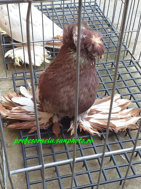  - Pereche pestriți pe roșu