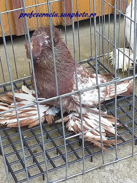  - Pereche pestriți pe roșu