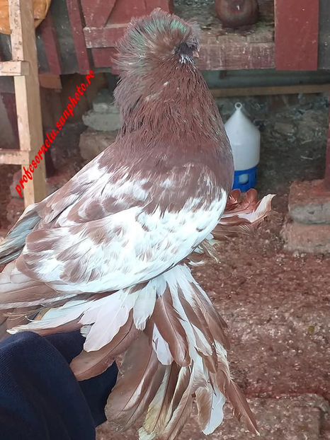  - Pereche pestriți pe roșu