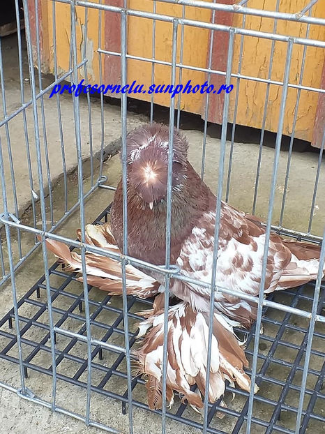  - Pereche pestriți pe roșu