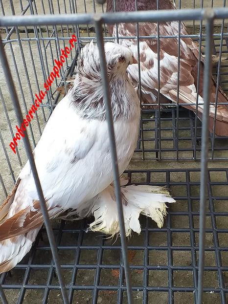  - Pereche pestriți pe roșu