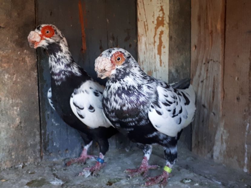  - J _ carunculați 2020