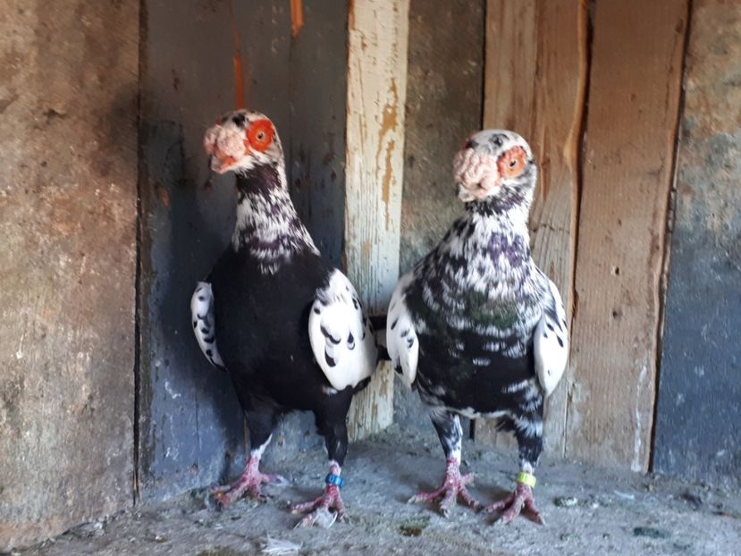  - J _ carunculați 2020