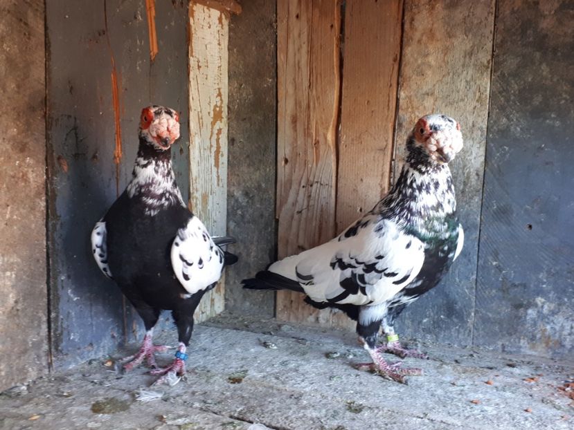  - J _ carunculați 2020