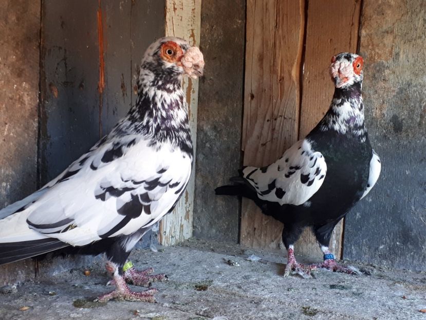  - J _ carunculați 2020