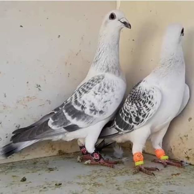  - NU AMI APARTIN 2020