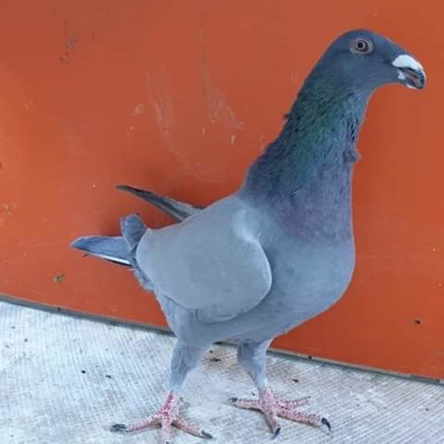  - NU AMI APARTIN 2020