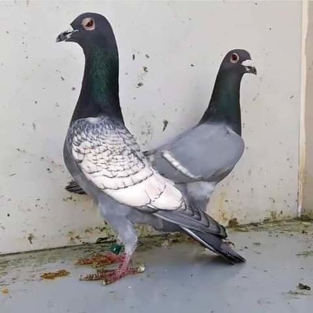  - NU AMI APARTIN 2020