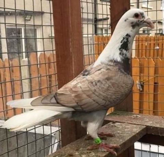  - NU AMI APARTIN 2020